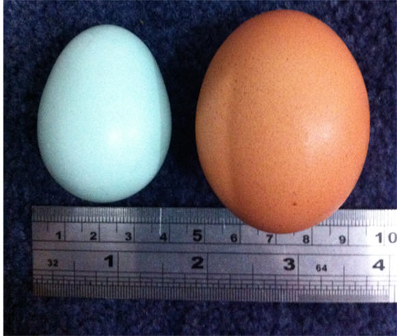 blueyfirstegg.jpg