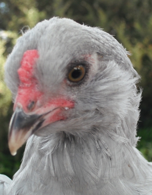 Wheezy 8 Weeks Old.jpg