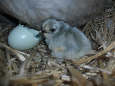 Little Wheezy Just Hatched.jpg