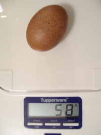 Today's Egg.JPG