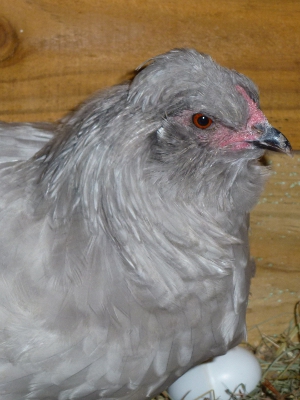 Depressed and Fretting Mother Hen.jpg