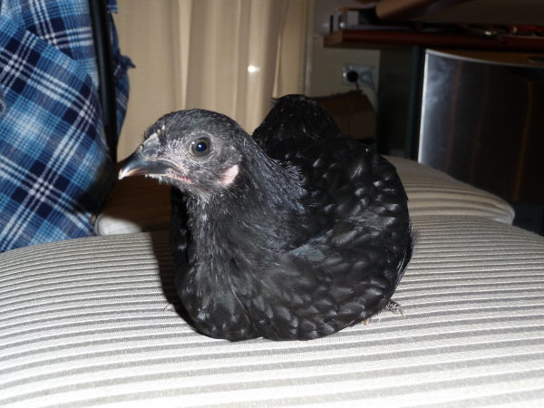 Ebony learning to relax on the couch!.JPG