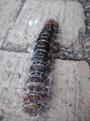 A Very Hungry Catepillar.jpg