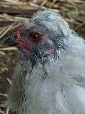Bald Chookie.jpg