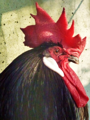 A Regal Andalusian Rooster.JPG
