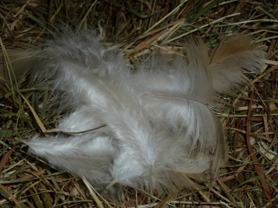 Late Moult.JPG