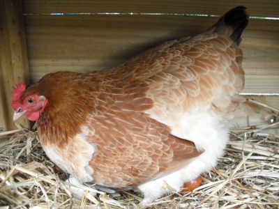 Lady Frances Lays An Egg.jpg