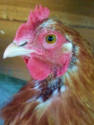Moulting Lady Frances.JPG