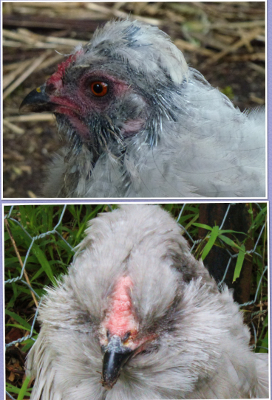 Before & After Moult.jpg