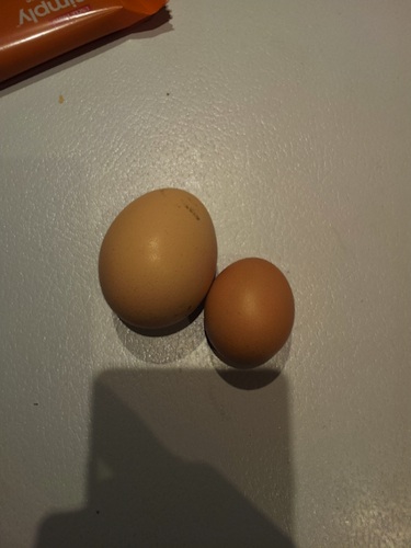 Egg.jpg
