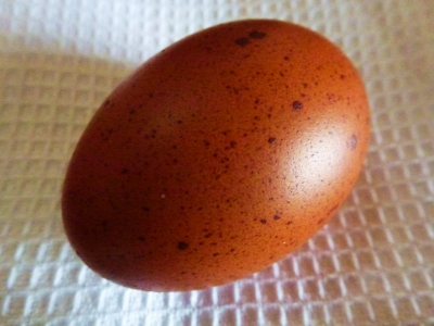 Whooper II (2).JPG