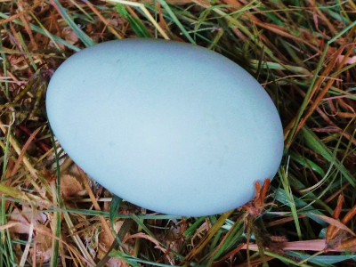 Back Into Lay Egg.JPG