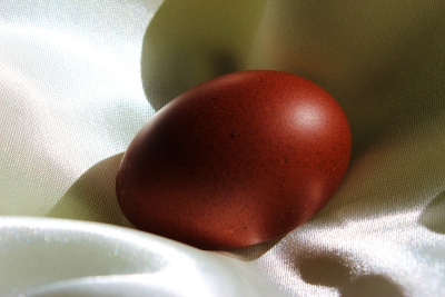 Chocolate Egg.jpg