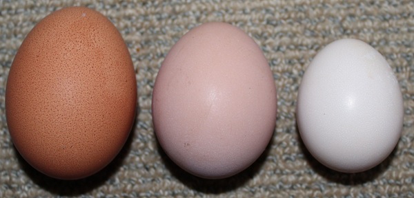 Silky egg 25-8-12.jpg