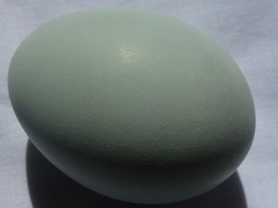 The Pretty One's Egg.JPG