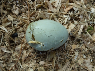 Humpty Dumpty.JPG