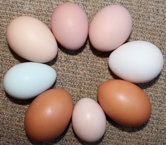 eggs 4-9-12.jpg