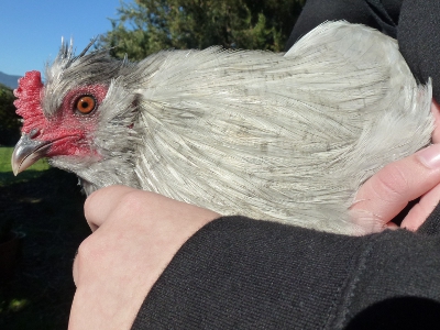 Last Cuddle With Wheezy.jpg