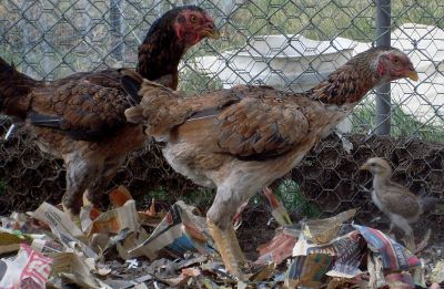 Malays 015 (400x261).jpg