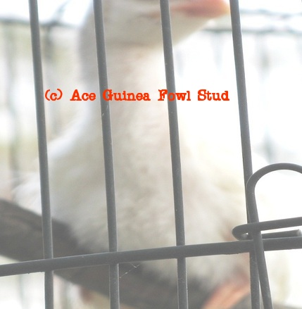 white keet3.JPG