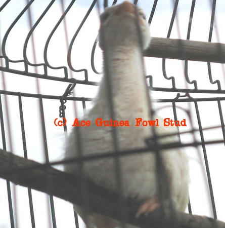 white keet7.JPG