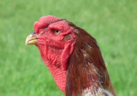 chickens.031.jpg