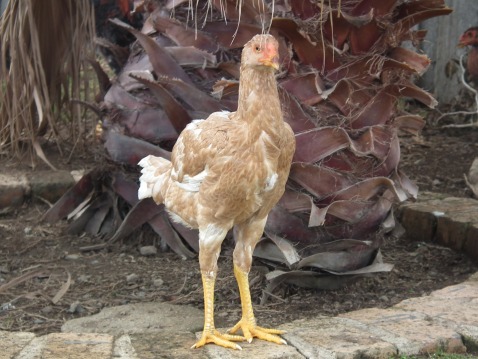 chickens.008.jpg