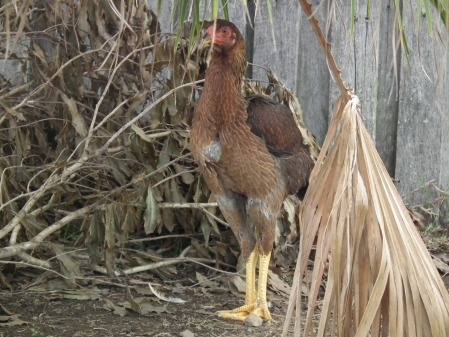 chickens.009.jpg