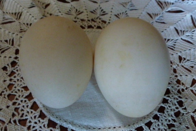 Duck Eggs.JPG