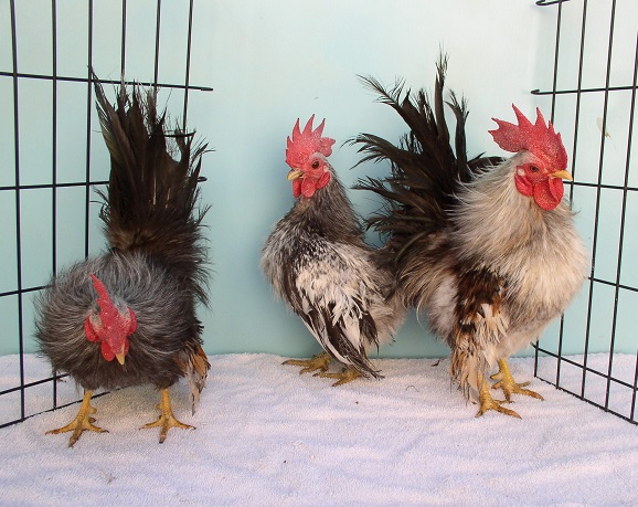 05_13_13%20colorful%20roosters%20013.jpg