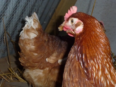 The Beaky's.JPG