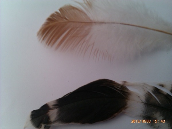 IMAG0415.jpg