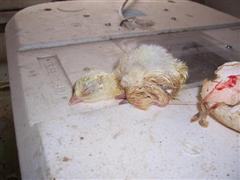 Turket poult from giant egg Dec 2010 (WinCE).jpg