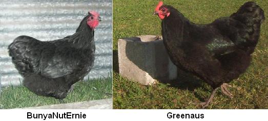 pulletcomparison.jpg