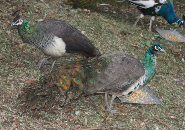 Peahen 3.jpg