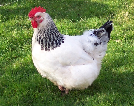 Light_sussex_hen.jpg