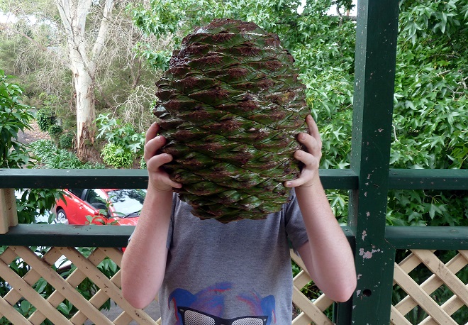 Bunya_cone.jpg