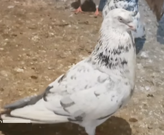 fleck pigeon.png