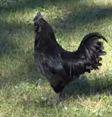 Ayam Cemani.png