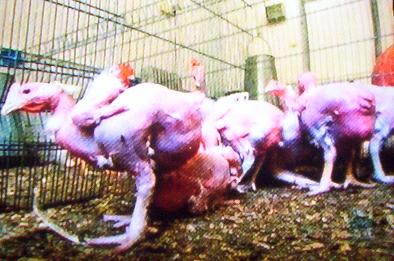 featherless2.jpg