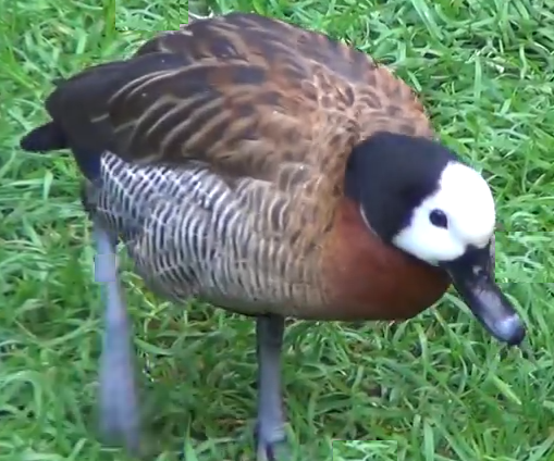 duck1.png