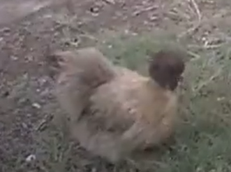 chook.png