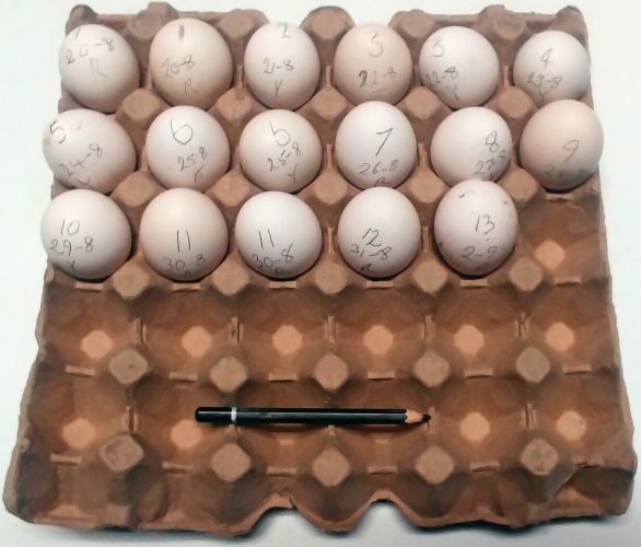 17 leghorn eggs.jpg