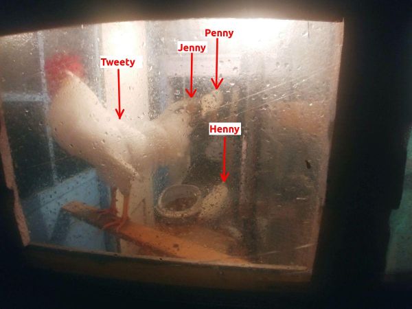 Chickens in with Timer Light.jpg