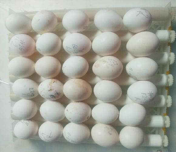 30 Leghorn Eggs.jpg