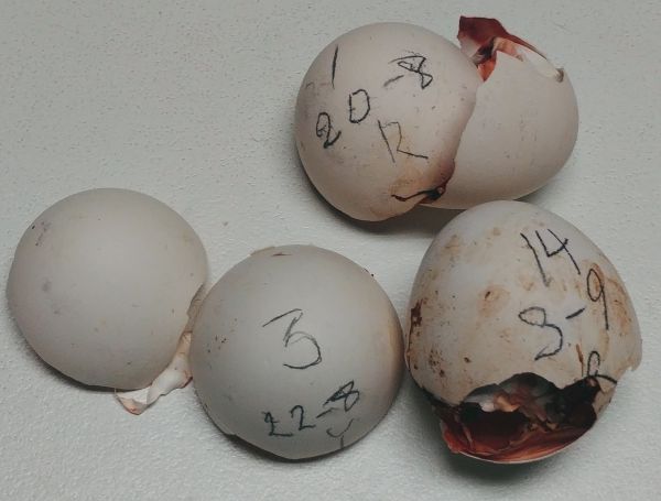 First 3 hatched 1,3,24.jpg