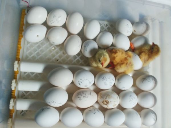 Chicks climbing onto eggs to keep warm.jpg