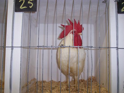 100_2500.JPG