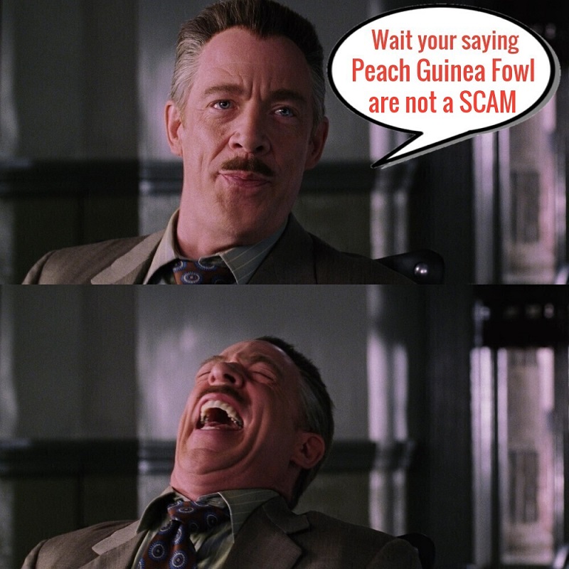 laugh3.jpg
