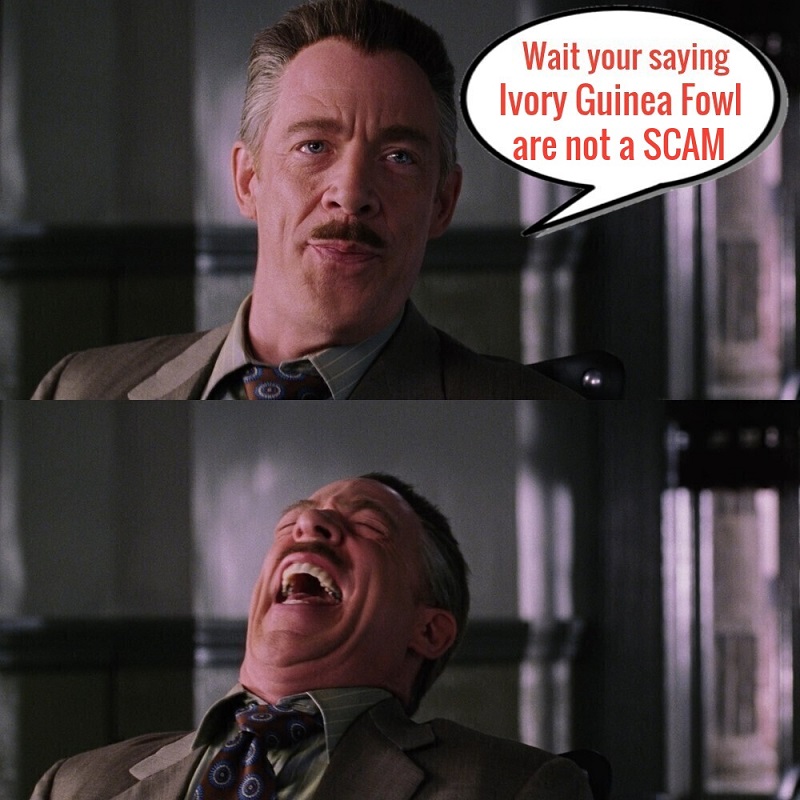 laugh1.jpg